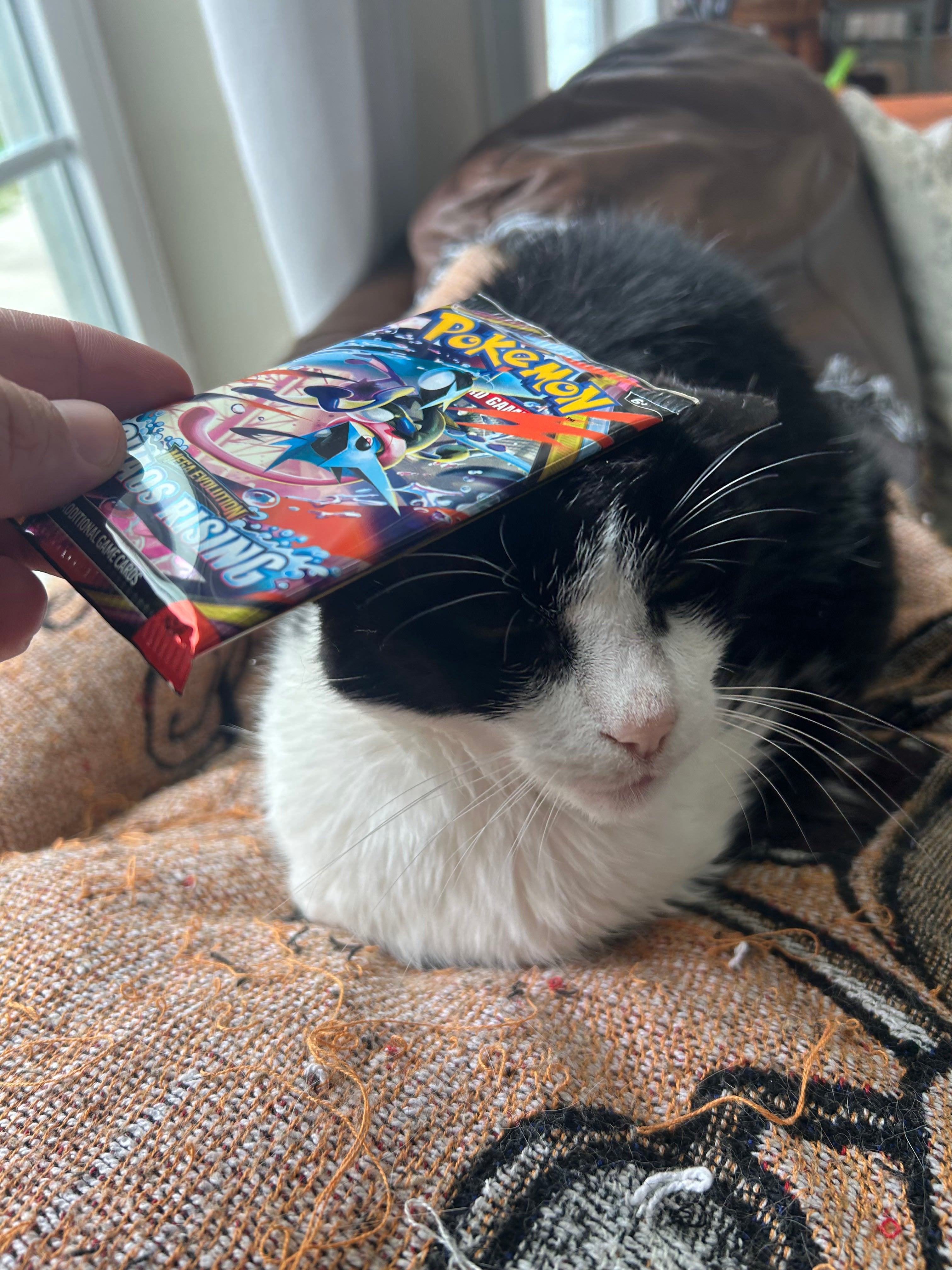 Cat Boop (UPGRADE)