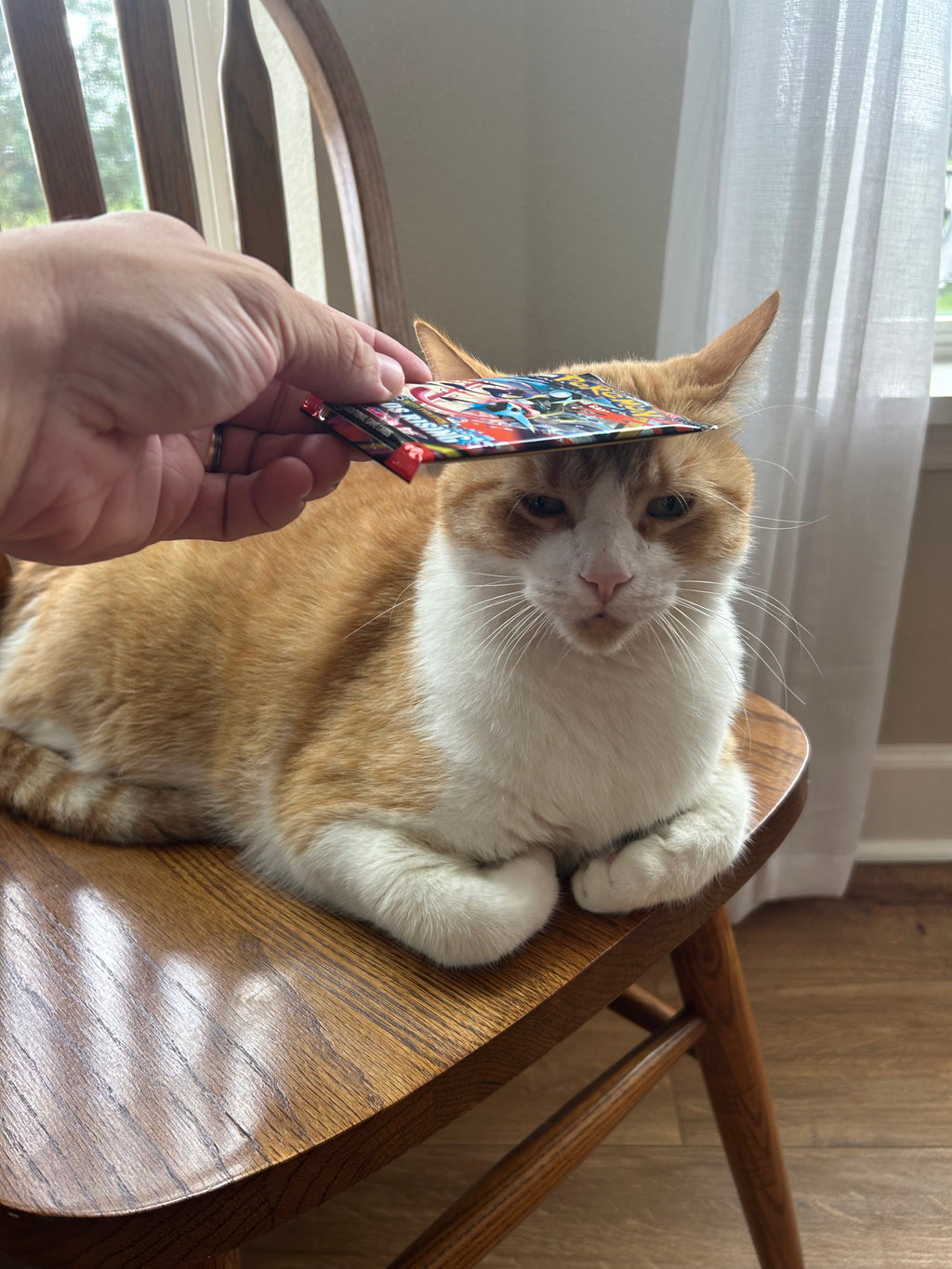 Cat Boop (UPGRADE)