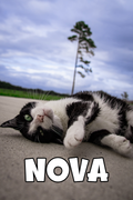 Cat Cam Pack Opening (UPGRADE)